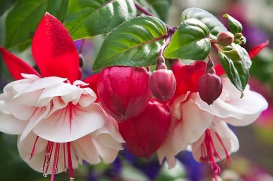 灯笼花如何养家庭养法