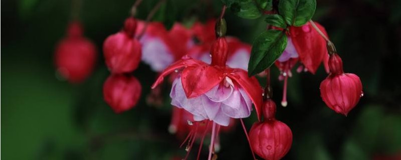 毛灯笼花的养殖办法