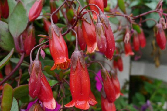 毛灯笼花的养殖办法