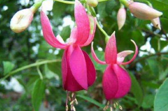 毛灯笼花的养殖办法