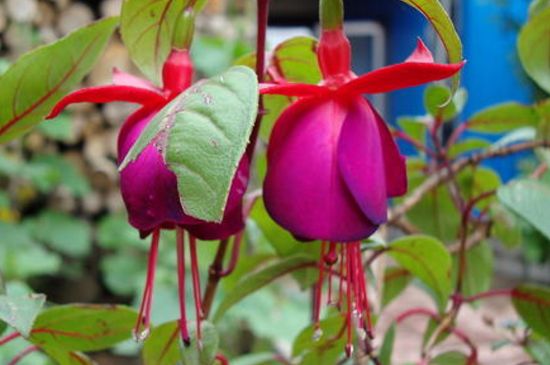 毛灯笼花的养殖办法