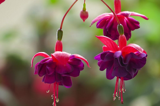 灯笼花如何修剪视频