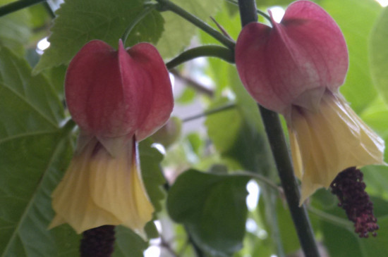 灯笼花如何修剪视频