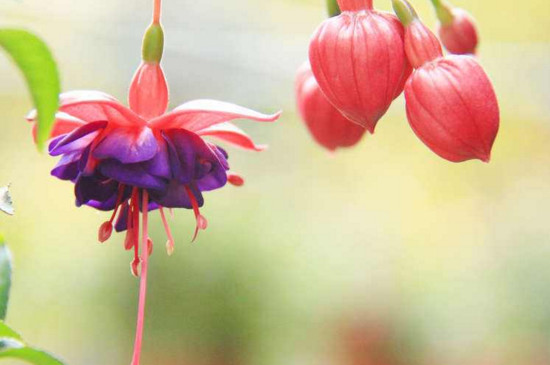 灯笼花如何修剪视频