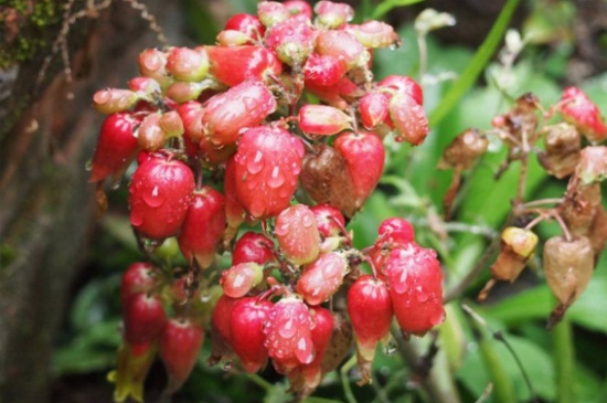 灯笼花的繁殖办法，4种灯笼花繁殖办法