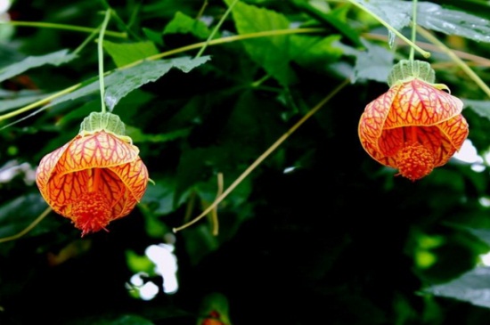 灯笼花的繁殖办法，4种灯笼花繁殖办法