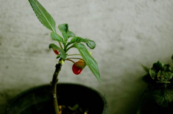 灯笼花扦插图解，4个步骤详解扦插办法