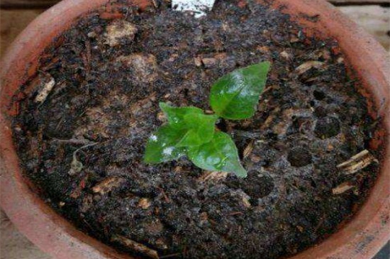 灯笼花扦插图解，4个步骤详解扦插办法