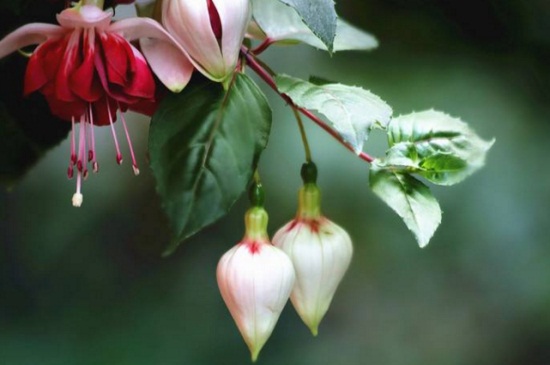 灯笼花蔫了如何补救，4种办法使其恢复生机