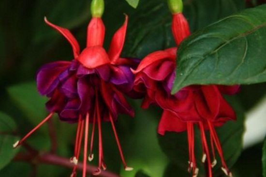 四季灯笼花的养殖办法，春季合理浇水夏季需背光养殖