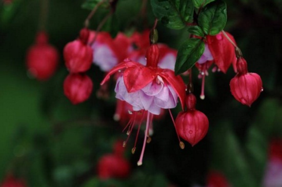 四季灯笼花的养殖办法，春季合理浇水夏季需背光养殖