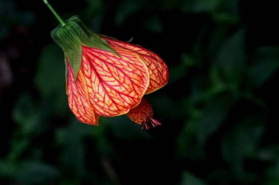 四季灯笼花的养殖办法，春季合理浇水夏季需背光养殖