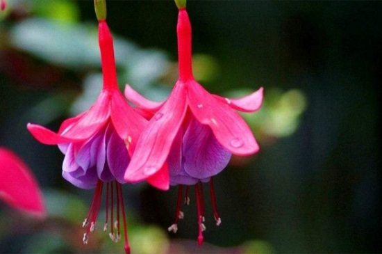 四季灯笼花的养殖办法，春季合理浇水夏季需背光养殖