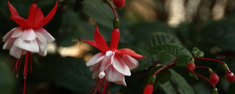 灯笼花的养殖办法和留意事项