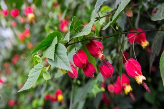 灯笼花的养殖办法和留意事项