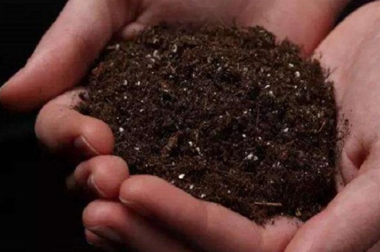 灯笼花的养殖办法和留意事项