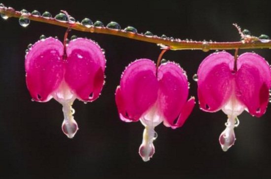 灯笼花的养殖办法和留意事项