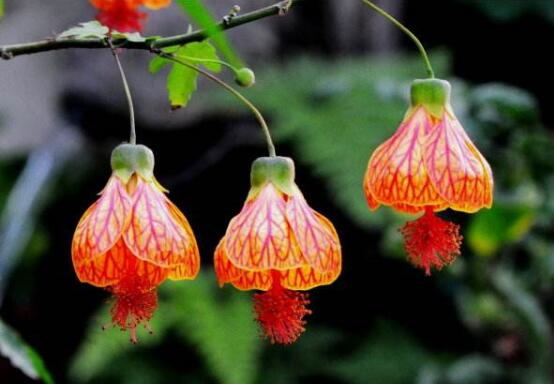 金铃花不开花如何办，5个办法让金铃花上开满金铃铛