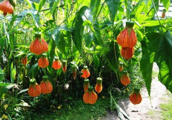 金铃花不开花如何办，5个办法让金铃花上开满金铃铛