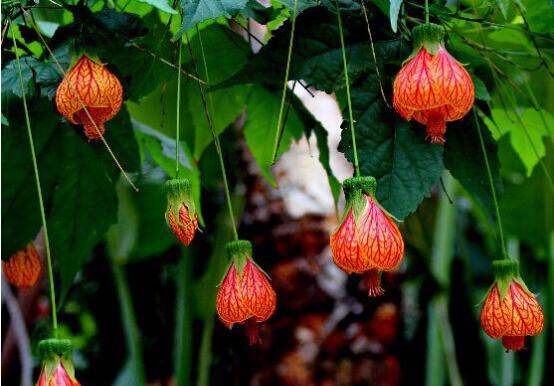 金铃花不开花如何办，5个办法让金铃花上开满金铃铛