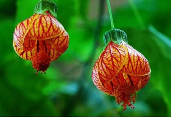 金铃花不开花如何办，5个办法让金铃花上开满金铃铛