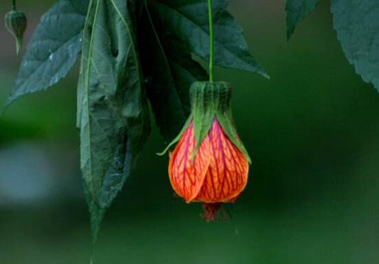 金铃花不开花如何办，5个办法让金铃花上开满金铃铛