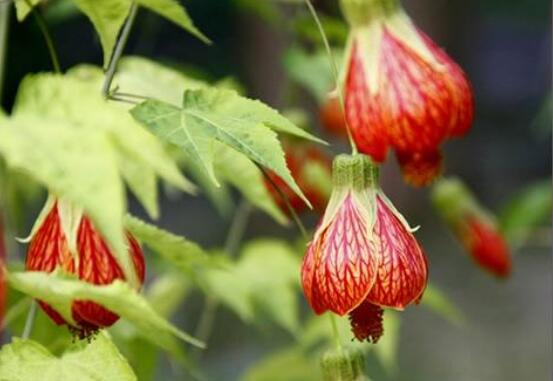 金铃花不开花如何办，5个办法让金铃花上开满金铃铛