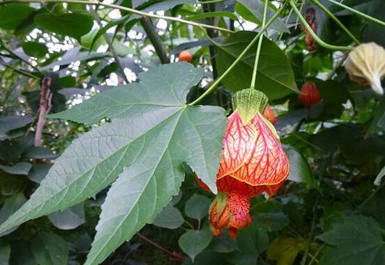 金铃花不开花如何办，5个办法让金铃花上开满金铃铛