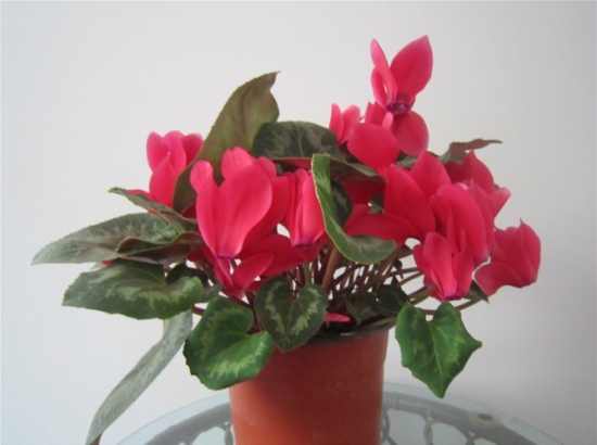 仙鹤来花的养殖办法和留意事项：光照不足叶片会发黄