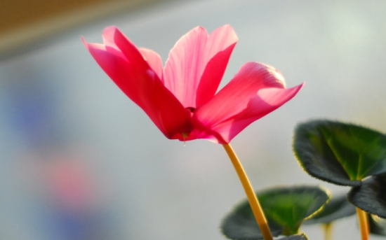 仙鹤来花的养殖办法和留意事项：光照不足叶片会发黄