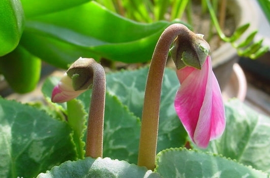 仙鹤来花的养殖办法和留意事项：光照不足叶片会发黄