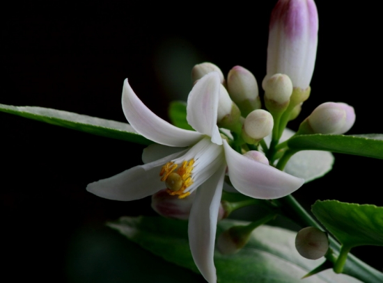 柠檬花的养殖办法和留意事项：阳光过分强烈生长不良