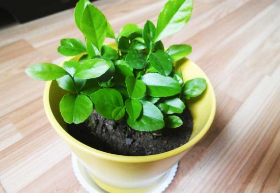 柠檬花的养殖办法和留意事项：阳光过分强烈生长不良