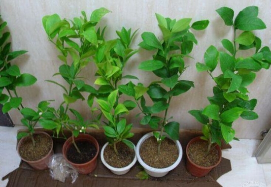 柠檬花的养殖办法和留意事项：阳光过分强烈生长不良