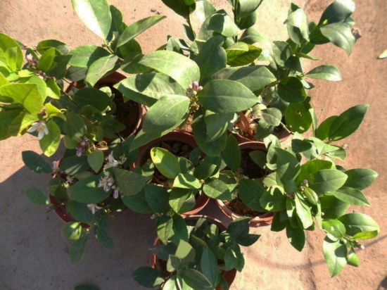 柠檬花的养殖办法和留意事项：阳光过分强烈生长不良