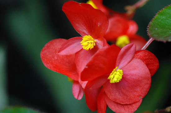 四季海棠花如何繁殖可以插枝繁殖吗