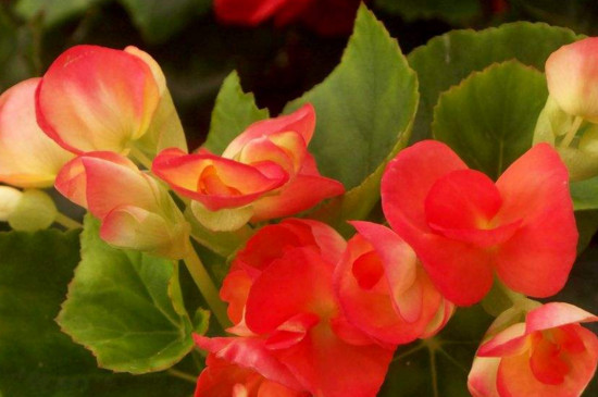 四季海棠花如何繁殖可以插枝繁殖吗