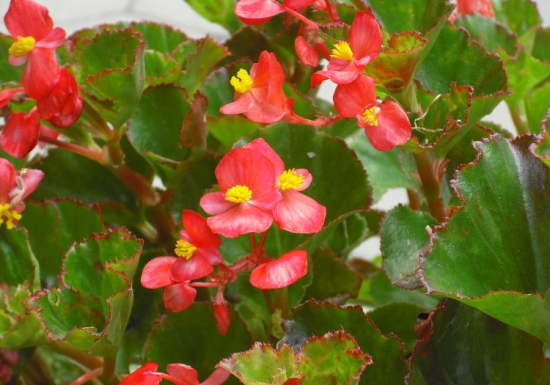 四季海棠花的养殖办法和留意事项：不耐寒,怕酷热