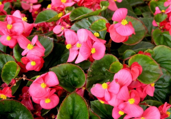 四季海棠花的养殖办法和留意事项：不耐寒,怕酷热