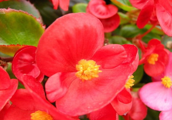 四季海棠花的养殖办法和留意事项：不耐寒,怕酷热