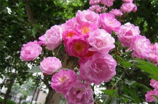 蔷薇花春季如何养，翻盆换土并追施养护