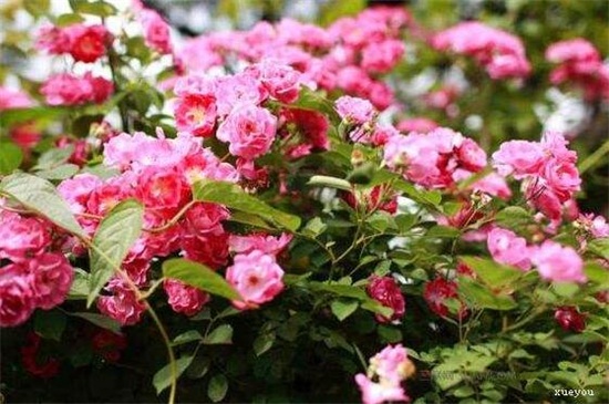 蔷薇花春季如何养，翻盆换土并追施养护