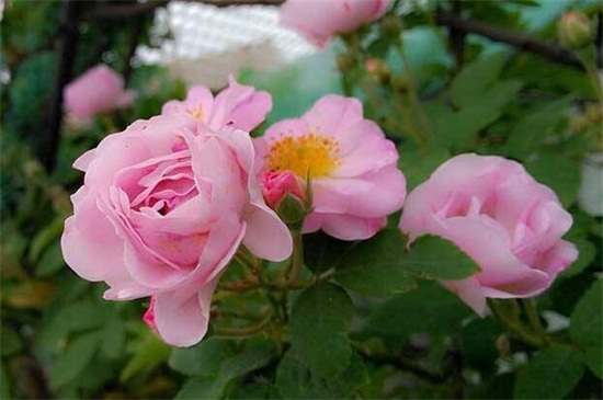 蔷薇花春季如何养，翻盆换土并追施养护