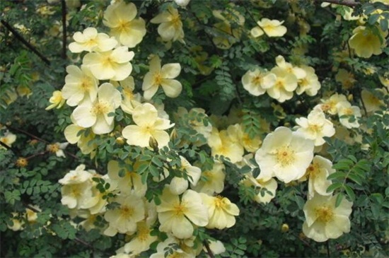 蔷薇花春季如何养，翻盆换土并追施养护