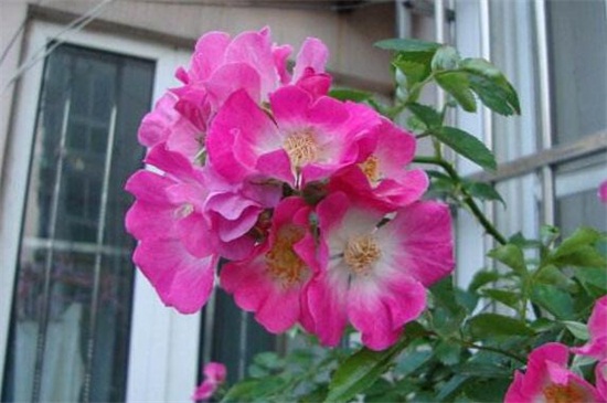 蔷薇花秋季如何养，光照修剪枝条追肥养护