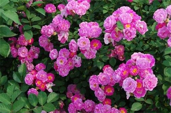 蔷薇花秋季如何养，光照修剪枝条追肥养护