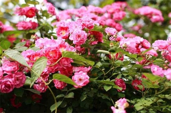 蔷薇花秋季如何养，光照修剪枝条追肥养护