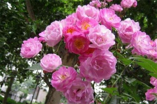 蔷薇花花期是什么时候，大约在5～6月开花