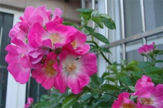 蔷薇花花期是什么时候，大约在5～6月开花
