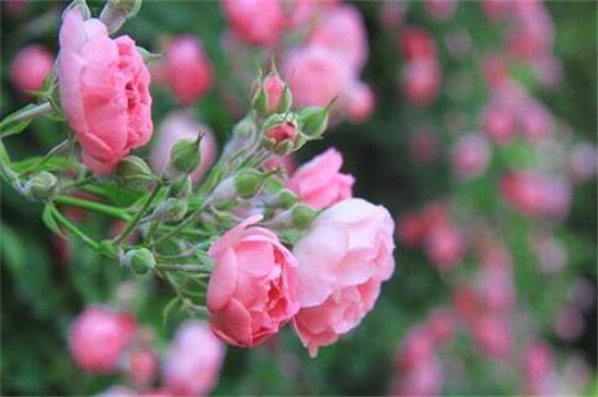 蔷薇花虫害及预防和治疗办法